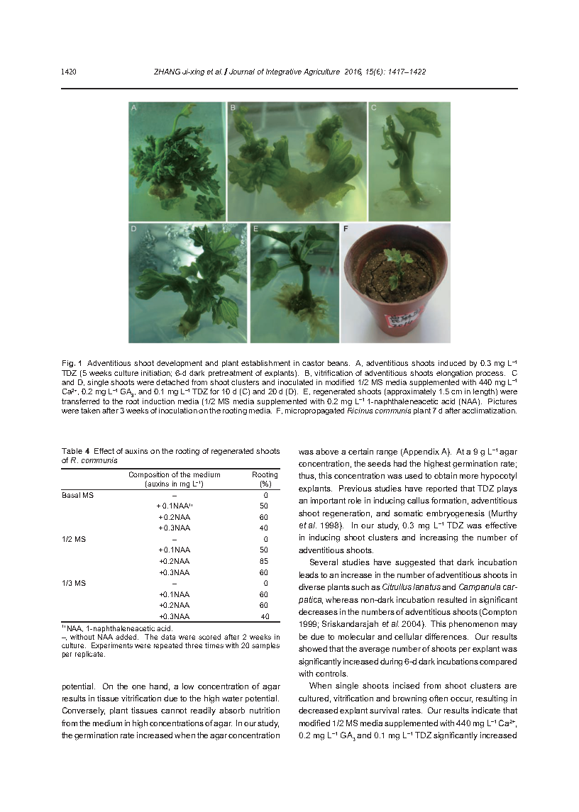 张继星castor bean_Page4.png